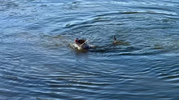 A playful dog swims effortlessly and joyfully through the clear, rippling water, showcasing its incredible agility