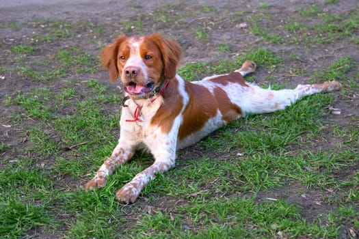a dog of a breed with a long silky coat and drooping ears