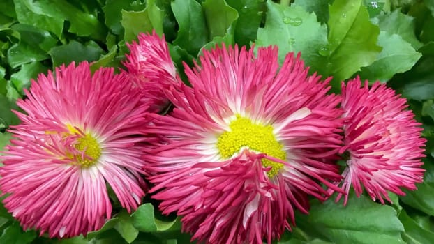Beautiful pink flowers, exquisitely surrounded by lush green leaves, are perfect for various floral designs