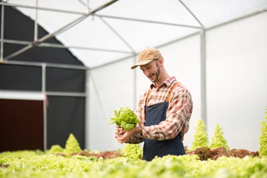 Gardener cultivating organic vegetables in a greenhouse, showcasing sustainable farming practices and fresh produce.