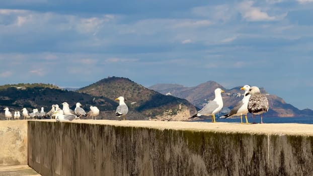 A large group of seagulls peacefully resting on a coastal concrete wall with majestic mountains in the background