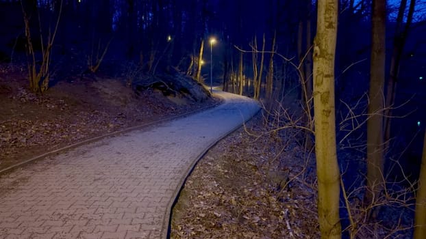 A peaceful and illuminated pathway meanders through a dark and mysterious forest under the starry night sky