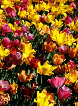 Beautiful view of yellow, red and pink flowers growing together on one meadow in public park on spring sunny day,side view close-up with selective focus.Concept natural backgrounds and wallpapers.