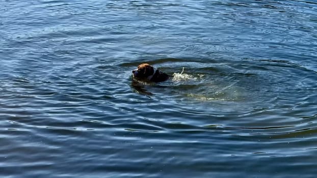 An energetic dog joyfully splashes in a serene lake on a beautiful sunny day, enthusiastically enjoying life outdoors