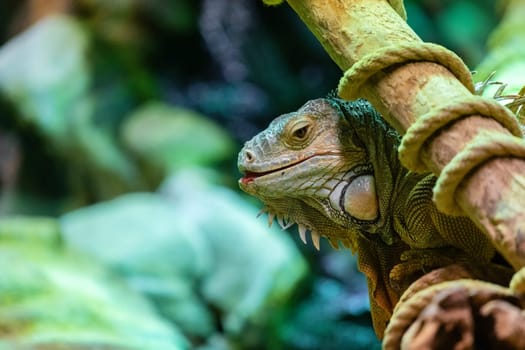 Close up of large green iguana, on branch in the forest background.