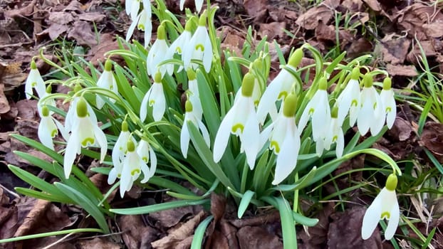 Charming snowdrops are emerging beautifully amidst the dried leaves, signifying the wonderful arrival of spring flowers