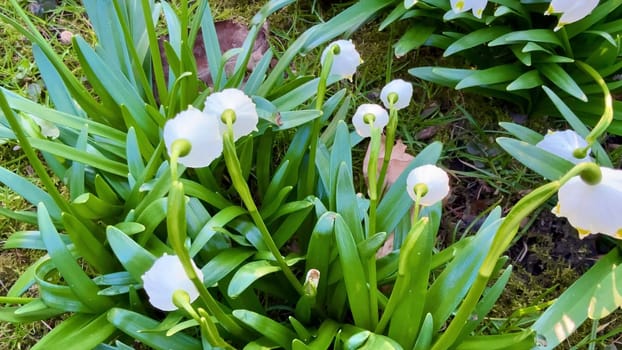 Explore the delicate white snowdrops as they gracefully blossom within a lush and vibrant garden setting