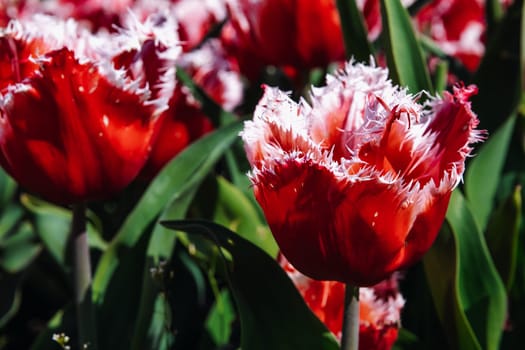 Beautiful view of pink and white fringed tulip bud growing in a meadow in the public park of the castle on a sunny spring day, side view very close-up with depth of field. Concept natural and floral backgrounds.