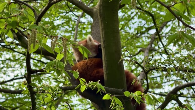 A beautifully serene scene of a red panda comfortably lounging high above in a tree amidst lush green leaves