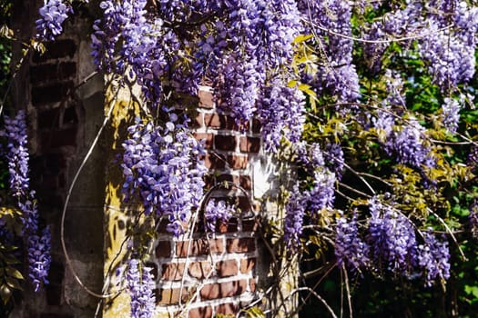 Beautiful view of blooming wisteria on brick wall of arch in public park of castle on spring sunny day, side view close-up with depth of field. Concept natural and floral backgrounds.