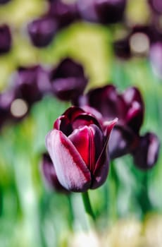 Beautiful view of blooming black tulips growing on a flowerbed in a public park of a castle on a spring sunny day, side view very close-up with depth of field. Concept natural and floral backgrounds.