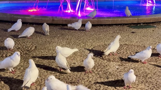 A tranquil and serene scene featuring graceful white doves gathered around a vibrant and lively fountain at night