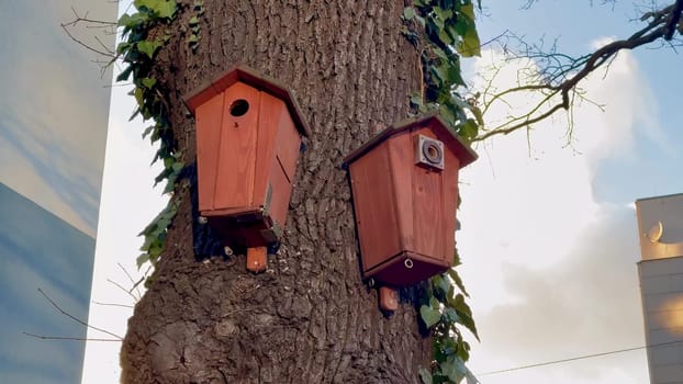 Two charmingly rustic birdhouses are perched upon a sturdy tree trunk, beautifully surrounded by lively greenery