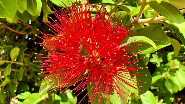 This is a breathtaking closeup image of a strikingly beautiful red flower surrounded by lush green leaves
