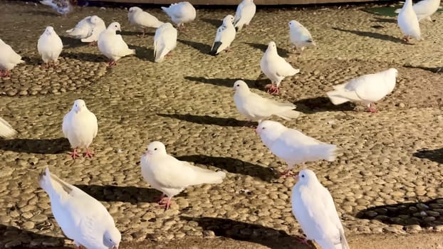 A serene scene shows white doves gathered around a tranquil fountain at night, highlighting their elegance