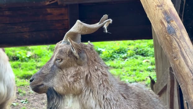 Witness a mountain goat displaying impressive horns in a lush, green setting full of natural beauty