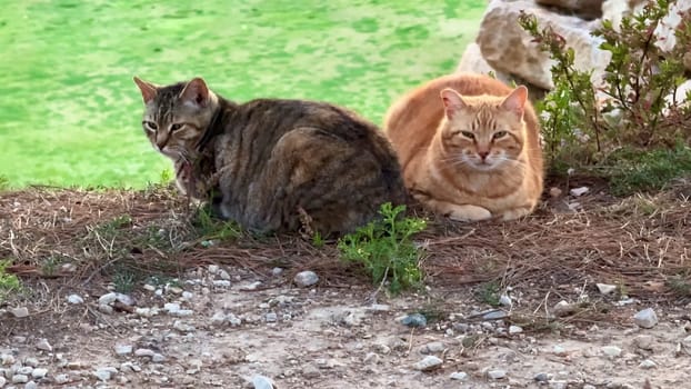 A charming and delightful scene featuring two adorable cats resting comfortably outdoors among the lush greenery