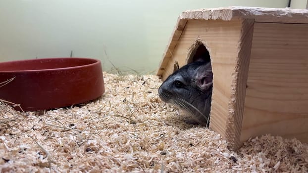 A chinchilla peeks curiously from its wooden house, showcasing its playful nature in a cozy habitat.
