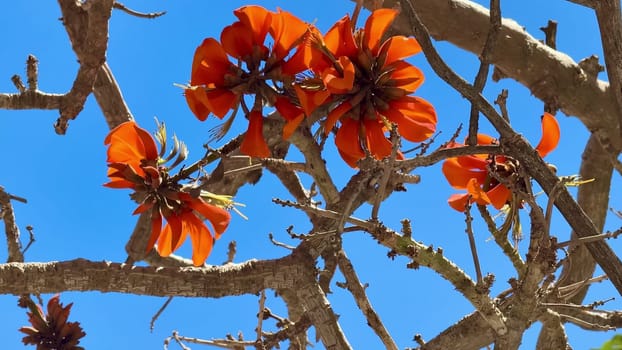 Beautiful and vibrant orange flowers elegantly bloom on bare branches, set against a stunning clear blue sky