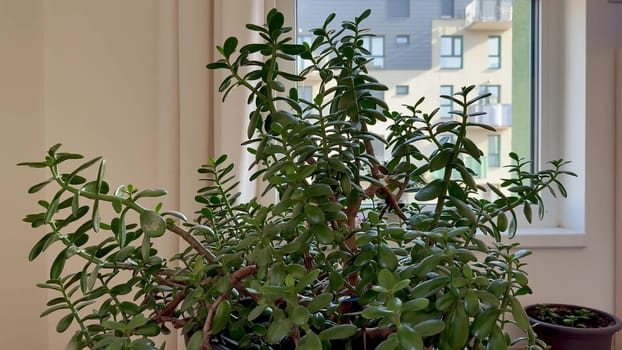 A vibrant and lush indoor plant with bright green leaves prominently viewed from a stylish modern apartment window