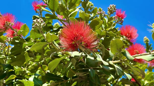 A stunning and vibrant display of bright red flowers blooming beautifully on a lush green tree under a clear blue sky