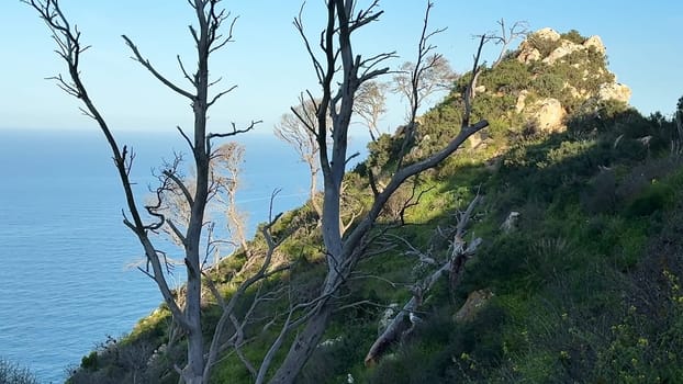 A serene and tranquil coastal view showcasing bare trees and a rocky hill set against the stunning ocean backdrop