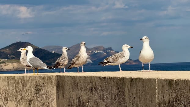 A group of seagulls resting on a coastal wall, enjoying the tranquil ocean view under a clear blue sky