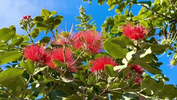 Stunning and vibrant red flowers beautifully captured in bright sunlight, framed by lush green foliage all around