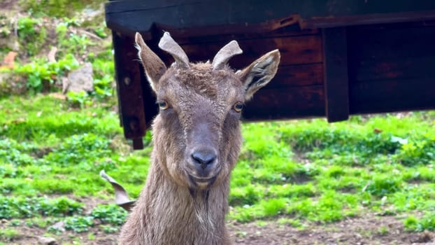 A truly stunning goat showcasing its remarkable beauty and graceful nature in a lush green environment filled with life