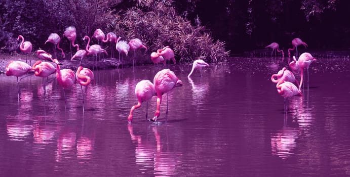 pink flamingos on water on a lake in the forest in nature in wildlife