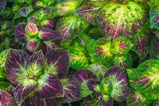 natural background with purple green leaves of coleus plant texture