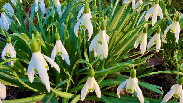 Stunning snowdrop flowers gracefully showcasing their delicate white petals alongside vibrant green accents