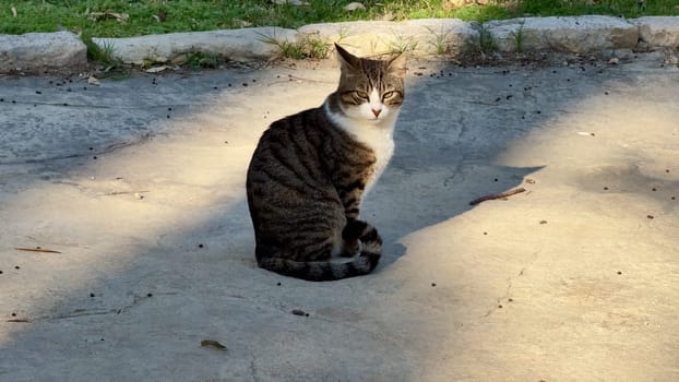 A charming little cat is quietly sitting on the pavement, enjoying the warm sunlight while feeling at ease