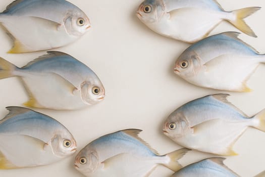 AI generated top view of fresh whole silver pomfret fish with shiny skin and clear eyes arranged neatly showcasing natural color against clean white background