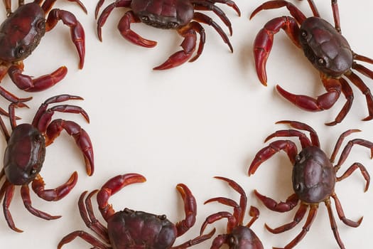 AI generated top view of fresh whole rice field crabs with earthy shells and small claws arranged neatly showcasing authentic local ingredient against clean white background