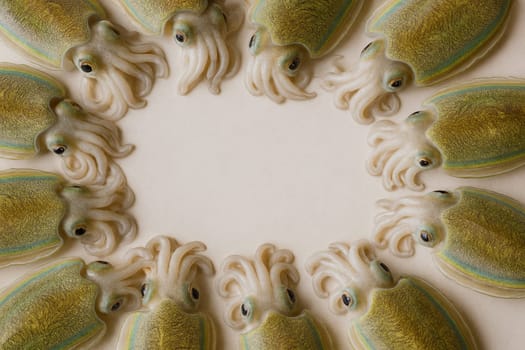 AI generated top view of fresh whole rainbow cuttlefish with iridescent skin and distinctive bone structure arranged neatly showcasing exotic seafood against clean white background