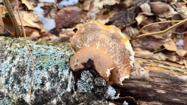 This is a detailed and intricate view of a wild mushroom that is growing on a log amongst fallen leaves