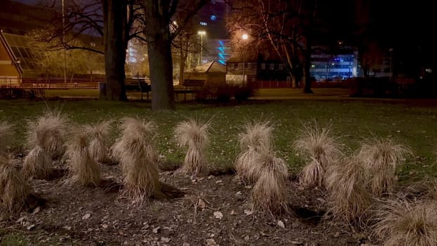 A serene and peaceful nighttime park scene featuring beautiful ornamental grasses softly illuminated by city lights