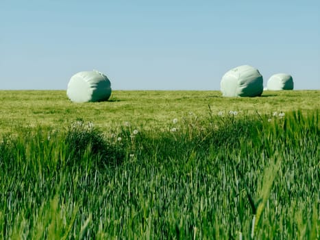 Wrapped hay bales are scattered across a vibrant green field, with tall grasses surrounding them. The sky above is clear and blue, reflecting a bright and sunny day in a tranquil rural area.
