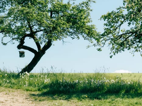 A lush green field features a large tree with a birdhouse hanging from its branches. Bright sunlight illuminates the landscape, creating a serene atmosphere. Wildflowers add color to the scene.