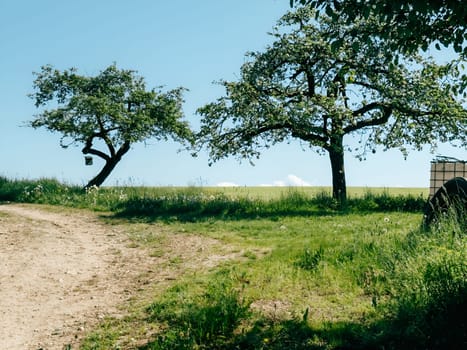 Two trees stand tall alongside a dirt path under a bright blue sky. The landscape features vibrant greenery and a yellow field in the distance, capturing the tranquility of a sunny day.