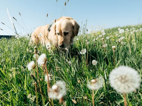A golden retriever explores a vibrant green field on a sunny day, surrounded by blooming dandelions. The dog curiously sniffs the ground, enjoying the warm weather and natural beauty.