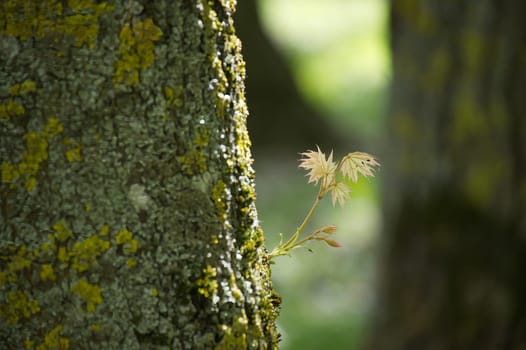 Close-up shot of a tree trunk with young leaves emerging. The scene is illuminated with soft, natural sunlight, highlighting the new growth.