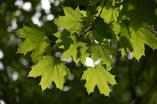 Vivid green maple leaves are illuminated by sunlight, highlighting their natural texture in a serene environment. The blurred background emphasizes the tranquility of a forest setting for nature