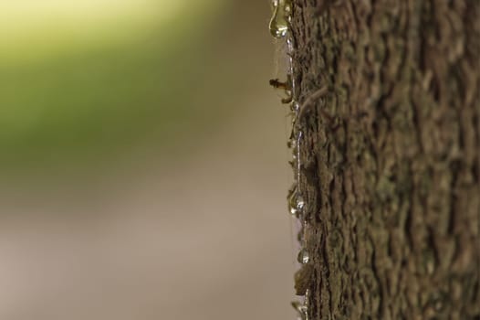 A close-up shot of a tree trunk shows glistening sap drops, a beautiful representation of nature's detail. The background is blurred and creates a soft, natural aesthetic.