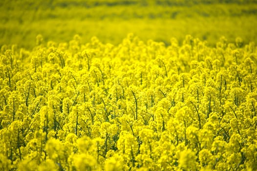 Expansive bright yellow canola flower field basking under the sunlight, showcasing the beauty of nature and agriculture with its vivid colors and impressive depth
