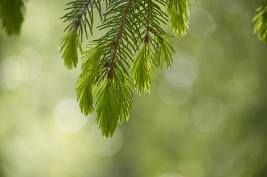 Close-up shot of a vibrant evergreen branch with fresh green needles, set against a soft, out-of-focus background.