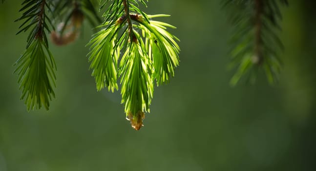 Fresh, new growth on a pine branch, bathed in sunlight, creating a vibrant and natural scene against a soft green background.