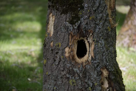 A close-up view of a tree trunk with a woodpecker hole shows a natural scene, and rough texture.