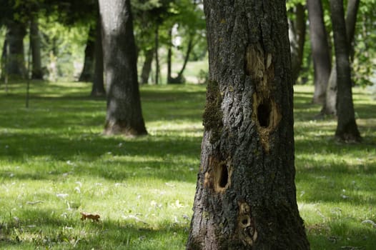 Woodpecker holes dotting a tree trunk highlight the fascinating interaction between wildlife and urban green spaces within a public park, emphasizing natures resilience in city landscapes